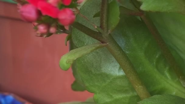 Mini Rote Rosenhauspflanze Nahaufnahme Spinntopf Hochwertiges Filmmaterial — Stockvideo