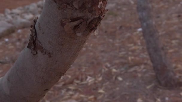 Ağaca Reçineyle Yaklaş Çocuk Akşamları Parkta Reçineyle Oynuyor Ağır Çekimde — Stok video