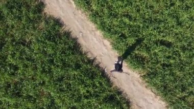 Yeşil arazide tozlu yola bakan sevimli çocuk. Hava görüntüsü, alçalma görüntüsü. Yüksek kaliteli FullHD görüntüler