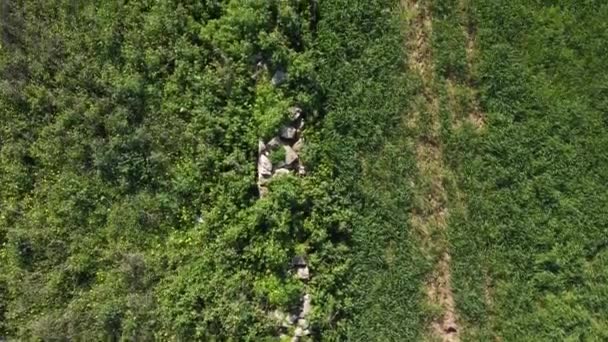 緑の茂みに覆われた石の壁の空中ビュー 高角度で撃たれた 高品質のフルHd映像 — ストック動画