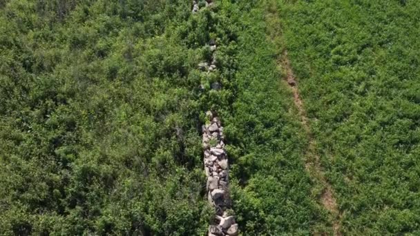 緑の茂みに覆われた石の壁の空中ビュー 前方から撃たれた 高品質のフルHd映像 — ストック動画