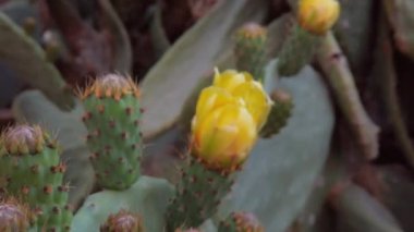 Desert cactus with yellow flowers close up revealing shot. High quality FullHD footage