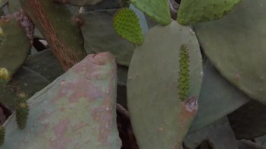 Prickly Pear cactus close up revealing shot. High quality FullHD footage