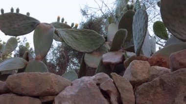 Prickly Pear cactus close up revealing shot. High quality FullHD footage