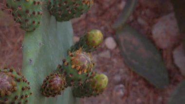 Desert cactus with yellow flowers close up revealing shot. High quality FullHD footage