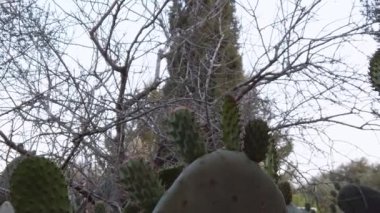 Prickly Pear cactus close up revealing shot. High quality FullHD footage