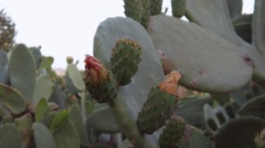 Close up shot on the red flower in the cactus prickly pear . Slow motion shot ungraded. High quality FullHD footage