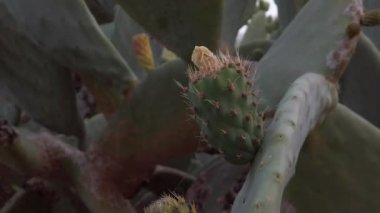 Desert cactus with red flowers close up revealing shot. Spider web stretching between pricles . High quality FullHD footage