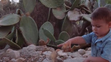 Cute toddle playing with the rocks near the cactus in the park. Sunset slow motion shot. High quality FullHD footage