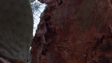 Prickly Pear cactus close up revealing shot. High quality FullHD footage