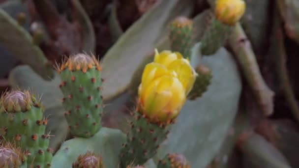 Desert Cactus Yellow Flowers Close Revealing Shot High Quality Fullhd — Vídeos de Stock