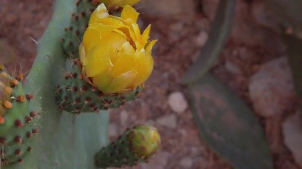 Desert Cactus Yellow Flowers Close Revealing Shot High Quality Fullhd — Video