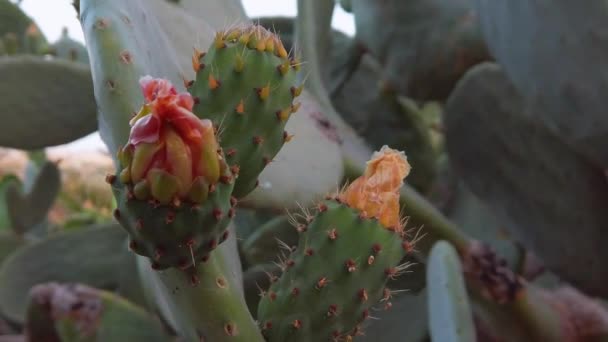Desert Cactus Red Flowers Close Revealing Shot High Quality Fullhd — Vídeo de stock
