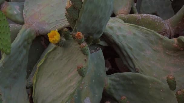 Desert Cactus Flower Yellow Flowers Close Revealing Shot High Quality — Stockvideo