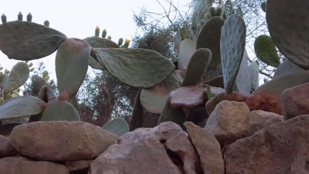 Prickly Pear Cactus Close Revealing Shot High Quality Fullhd Footage — Video
