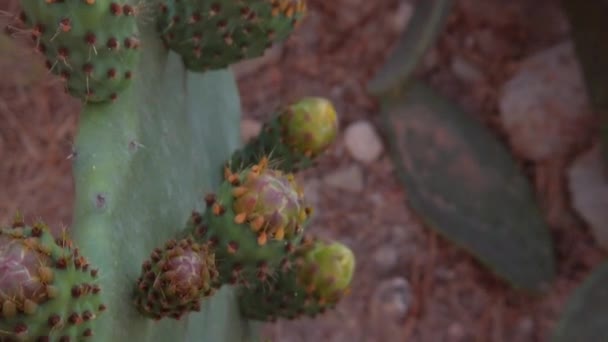 Desert Cactus Yellow Flowers Close Revealing Shot High Quality Fullhd — Stockvideo