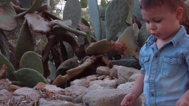 Cute Toddle Playing Rocks Cactus Park Sunset Slow Motion Shot — Stok video