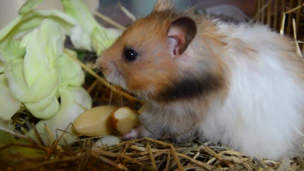 Hamster Syrien Mignon Moelleux Mangeant Des Noix Ferme Des Images — Video