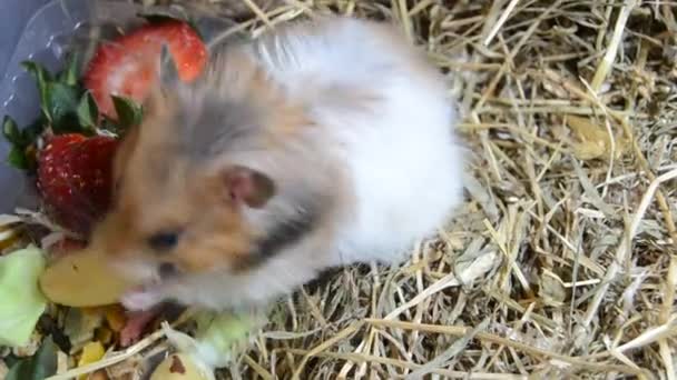 Hamster Syrien Mignon Mangeant Des Noix Écoutant Les Environs Fraise — Video