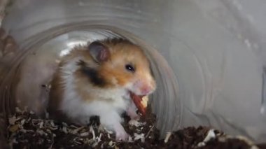 Şirin tüylü Suriyeli hamster fındık yiyor. Yüksek kalite 4k görüntü