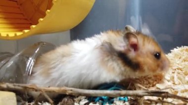 Şirin Suriyeli hamster tünelinde mavi oyuncağı ısırıyor. Kapatın. Yüksek kalite 4k görüntü