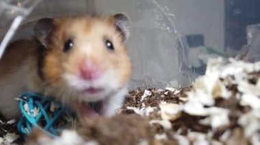 Şirin Suriyeli hamster tünelinde mavi oyuncağı ısırıyor. Kapatın. Yüksek kalite 4k görüntü