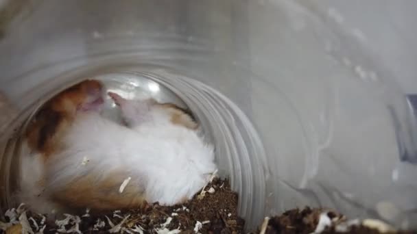 Hamsters Domésticos Sírios Acasalando Túnel Martelos Fofinhos Bonitos Lutar Imagens — Vídeo de Stock
