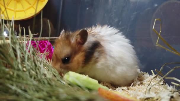 Söt Fluffig Syrisk Hamster Som Äter Grönsaker Högkvalitativ Film — Stockvideo