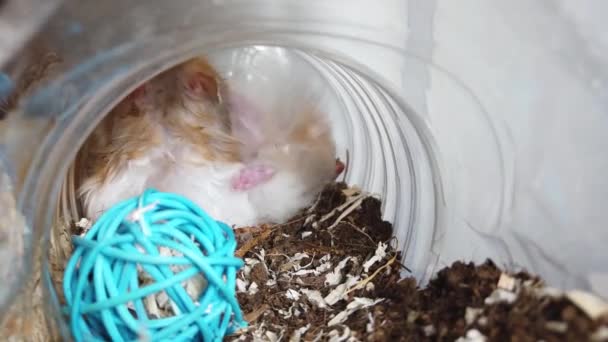 Syrian Domestic Hamsters Mating Tunnel Cute Fluffy Hamsters Fighting High — Stock Video