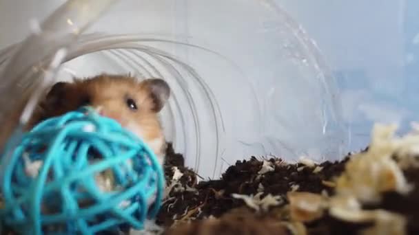터널에 장난감에 흘리고 귀여운 시리아 햄스터입니다 고품질 — 비디오