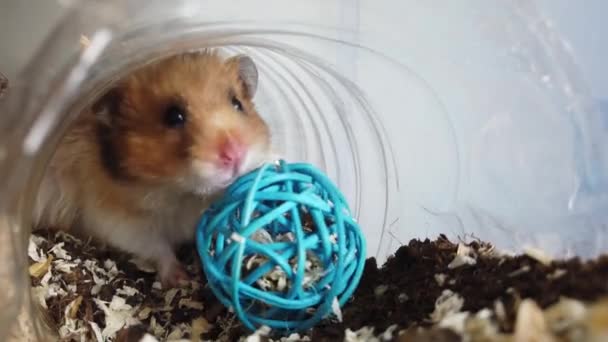 Leuke Syrische Hamster Die Het Blauwe Speeltje Bijt Zijn Tunnel — Stockvideo
