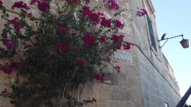 Mdina, Malta 5 Kasım 2023 - Pjazza tas-efendim veya Bastion Square plakalı pembe çiçekli kireç taşı duvar. Yüksek kalite 4k görüntü