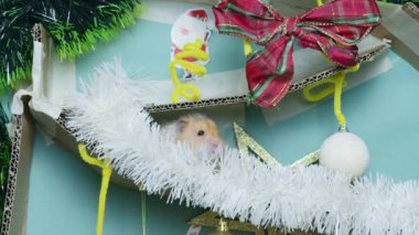 Noel süslemeli labirentte sevimli bir hamster. Yüksek kalite 4k görüntü