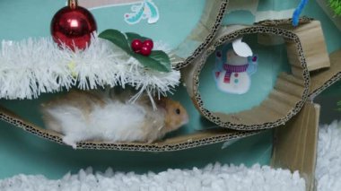 Noel süslemeli labirentte sevimli bir hamster. Yüksek kalite 4k görüntü