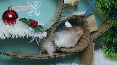 Noel süslemeli labirentte sevimli bir hamster. Yüksek kalite 4k görüntü