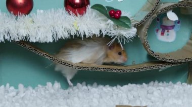 Noel süslemeli labirentte sevimli bir hamster. Yüksek kalite 4k görüntü