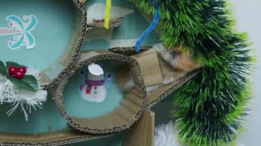 Noel süslemeli labirentte sevimli bir hamster. Yüksek kalite 4k görüntü