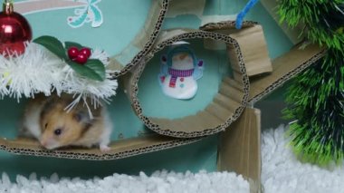 Noel süslemeli labirentte sevimli bir hamster. Yüksek kalite 4k görüntü