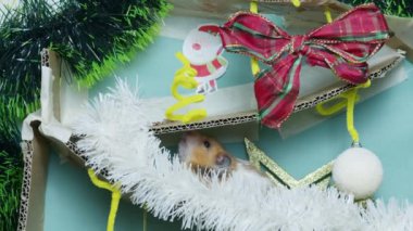 Noel süslemeli labirentte sevimli bir hamster. Yüksek kalite 4k görüntü