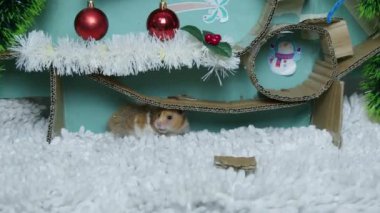 Noel süslemeli labirentte sevimli bir hamster. Yüksek kalite 4k görüntü