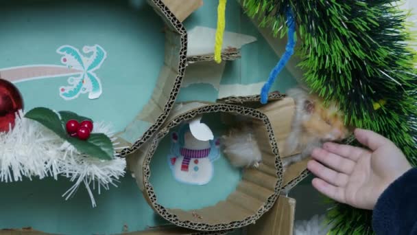 Criança Brincando Com Seu Hamster Estimação Labirinto Decorado Natal Imagens — Vídeo de Stock
