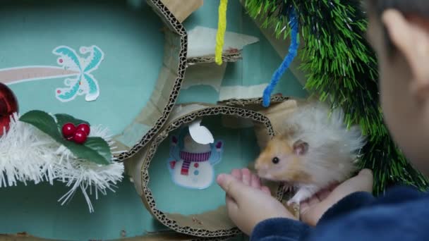 Barnet Leker Med Sin Hamster Och Juldekorerad Labyrint Högkvalitativ Film — Stockvideo