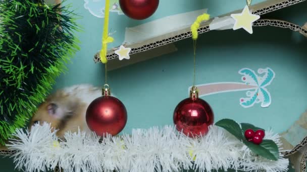 Чарівний Хом Ячок Різдвяному Прикрашеному Лабіринті Високоякісні Кадри — стокове відео