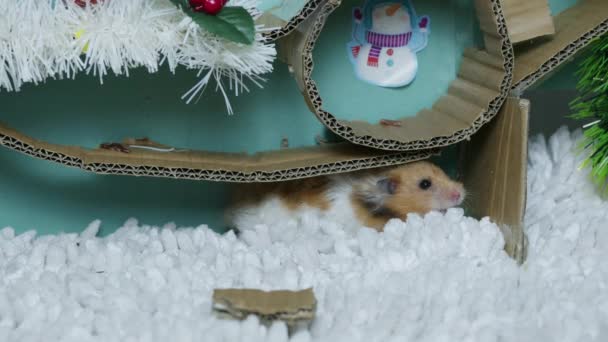 Noel Süslemeli Labirentte Sevimli Bir Hamster Yüksek Kalite Görüntü — Stok video