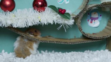 Noel süslemeli labirentte sevimli bir hamster. Yüksek kalite 4k görüntü