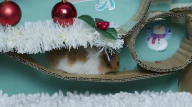 Noel süslemeli labirentte sevimli bir hamster. Yüksek kalite 4k görüntü