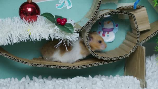 Adorable Hamster Christmas Decorated Maze High Quality Footage — Stock Video