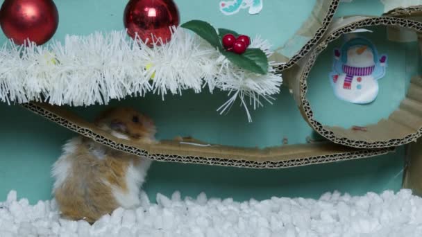 Bedårande Hamster Juldekorerad Labyrint Högkvalitativ Film — Stockvideo