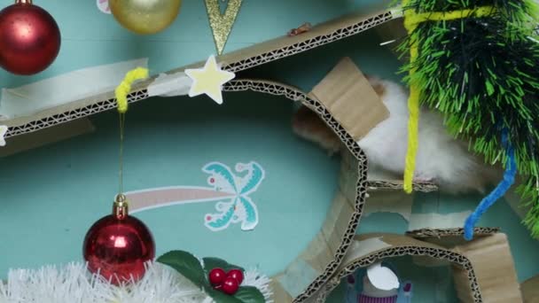Bedårande Hamster Juldekorerad Labyrint Högkvalitativ Film — Stockvideo