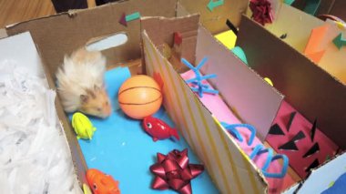 Suriyeli şirin hamsterın labirenti çözmesine yakın çekim. Balıklı su teması. Yüksek kalite 4k görüntü